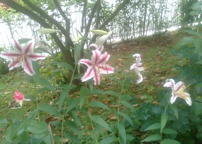 Le Magnolie B&B