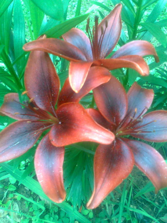 Le Magnolie Bussero