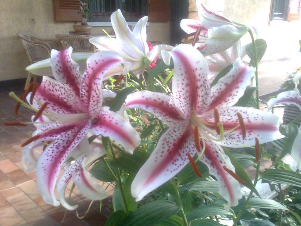 Le Magnolie Bussero