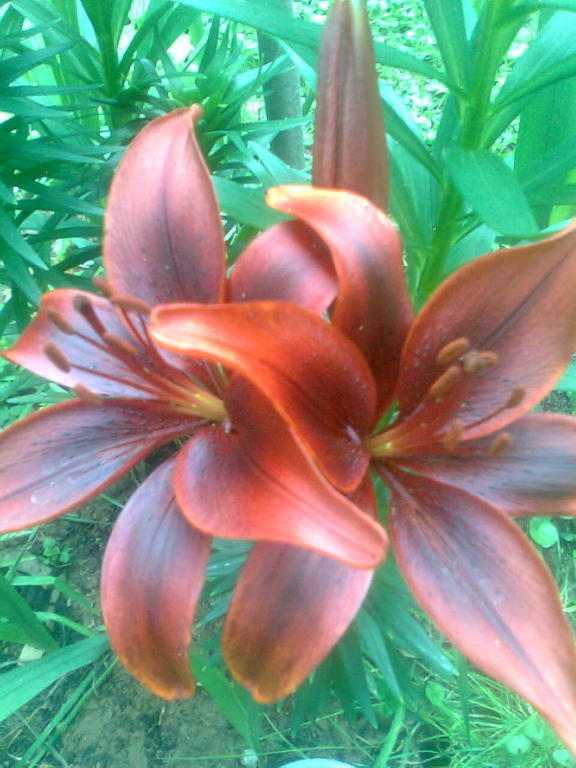 Le Magnolie Bussero